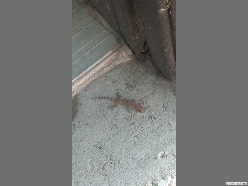 Little lizard in my door wanted to say good morning